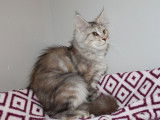 Une chatonne Maine Coon LOOF disponible à la vente