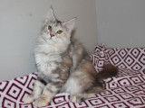 Une chatonne Maine Coon LOOF disponible à la vente