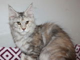 Une chatonne Maine Coon LOOF disponible à la vente
