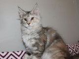 Une chatonne Maine Coon LOOF disponible à la vente