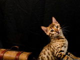 2 chatons femelles Bengals LOOF à vendre