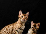 2 chatons femelles Bengals LOOF à vendre