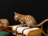 2 chatons femelles Bengals LOOF à vendre