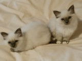 À réserver : 2 chatons femelles Sacré de Birmanie LOOF