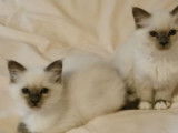 À réserver : 2 chatons femelles Sacré de Birmanie LOOF