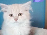1 chaton Highland Straight mâle LOOF à réserver