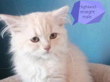 1 chaton Highland Straight mâle LOOF à réserver