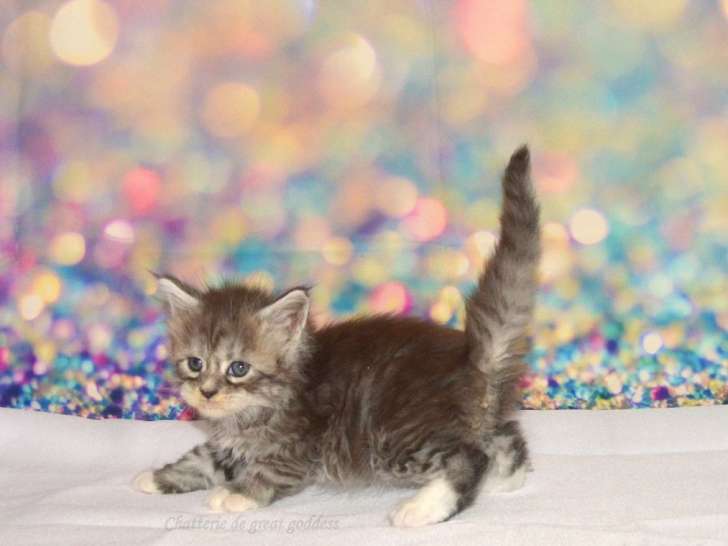 À réserver : 7 chatons Maine Coons LOOF