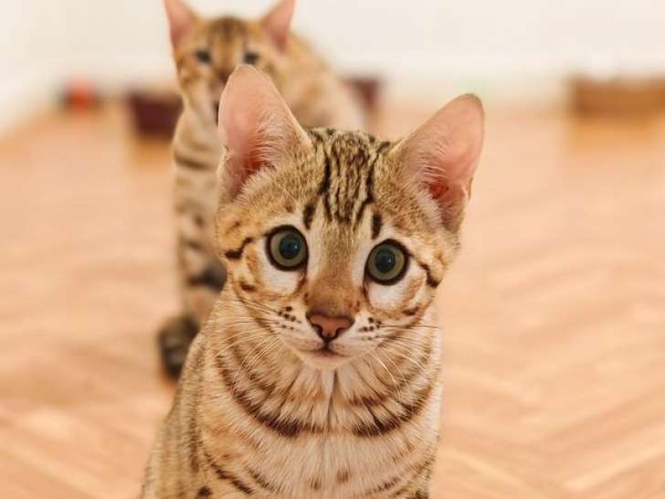 À vendre, 3 chatons Bengal LOOF