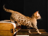 À vendre, 3 chatons Bengal LOOF