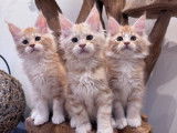 5 chatons Maine Coon LOOF à réserver