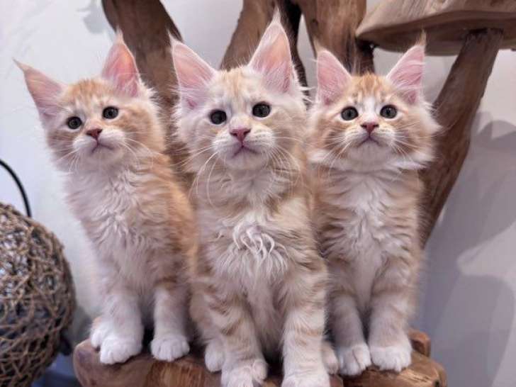 5 chatons Maine Coon LOOF à réserver