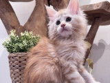 5 chatons Maine Coon LOOF à réserver