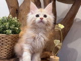 5 chatons Maine Coon LOOF à réserver