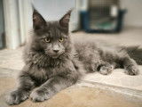 À vendre, 2 chatons mâles Maine Coon LOOF