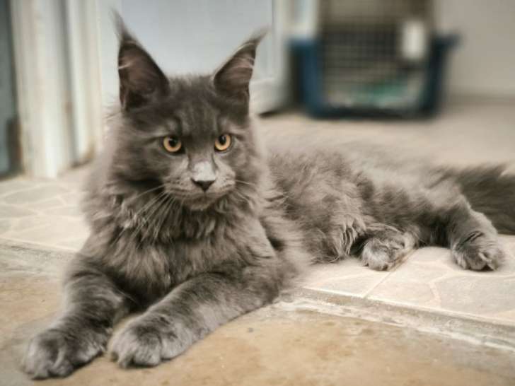 À vendre, 2 chatons mâles Maine Coon LOOF