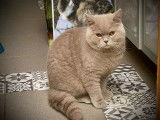 Un chat British Shorthair LOOF adulte à vendre