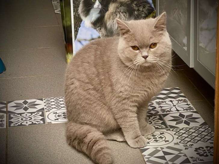 Un chat British Shorthair LOOF adulte à vendre