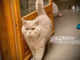 Un chat British Shorthair LOOF adulte à vendre