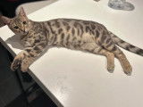 Chatonne Bengal LOOF à vendre