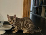 Chatonne Bengal LOOF à vendre