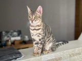 Chatonne Bengal LOOF à vendre