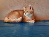 À vendre, 2 chatons mâles British Shorthair LOOF