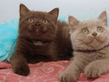 Chatons British Shorthair LOOF à vendre