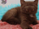 Chatons British Shorthair LOOF à vendre