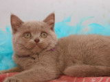 Chatons British Shorthair LOOF à vendre