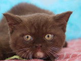 Chatons British Shorthair LOOF à vendre