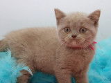 Chatons British Shorthair LOOF à vendre