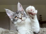 Charmante chaton femelle Maine Coon LOOF à vendre
