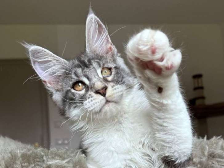 Charmante chaton femelle Maine Coon LOOF à vendre