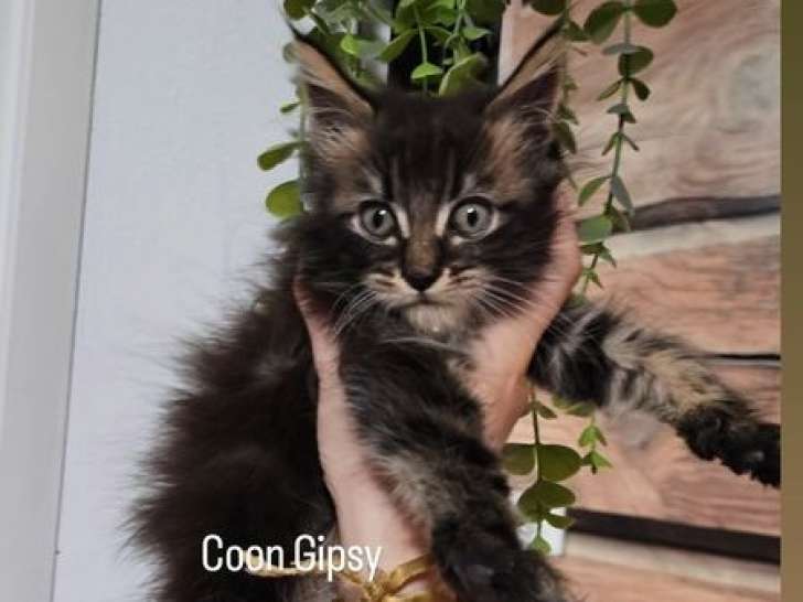 1 chaton mâle Maine Coon polydactyle LOOF à réserver