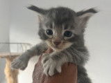 Chatons Maine Coon polydactyles LOOF à vendre