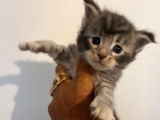 Chatons Maine Coon polydactyles LOOF à vendre