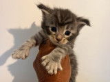 Chatons Maine Coon polydactyles LOOF à vendre