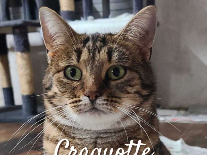 Chatte d'un an disponible à l'adoption