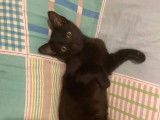 En attente d’une famille : chaton mâle noir