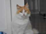 &Agrave; la recherche d'un foyer : chatte d'un an