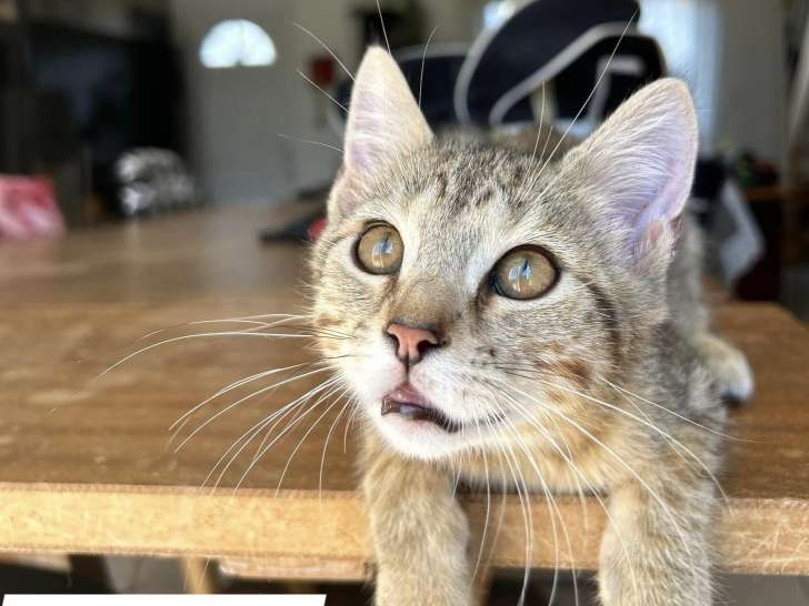 À adopter, chaton mâle tigré