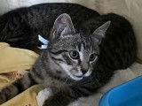 Disponible à l'adoption, chaton mâle de 5 mois