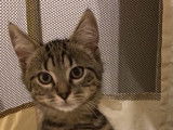 En attente d'une famille, chaton mâle tigré