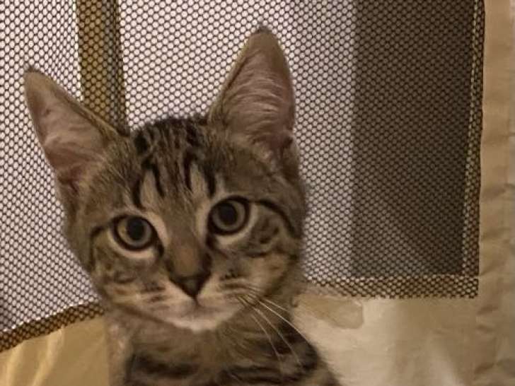 En attente d'une famille, chaton mâle tigré