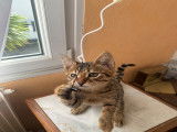 Chatons Savannah F6 mâle à vendre