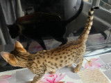 Chatons Savannah F6 mâle à vendre