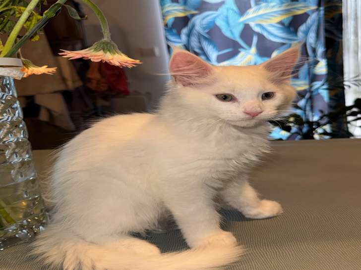 Chaton Maine Coon à vendre