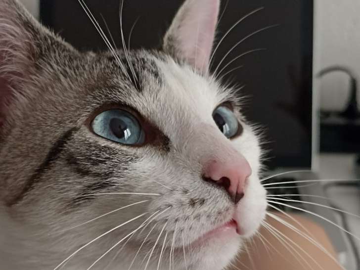 À adopter : chat gris et blanc