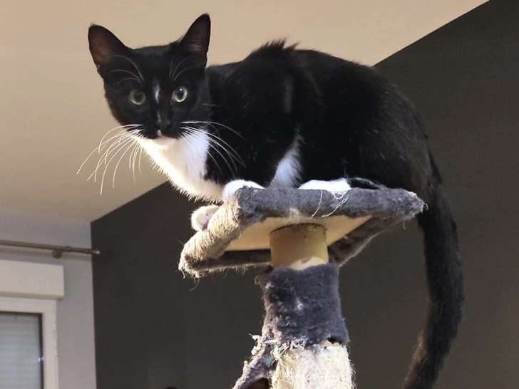 À la recherche d’un foyer, chat adulte